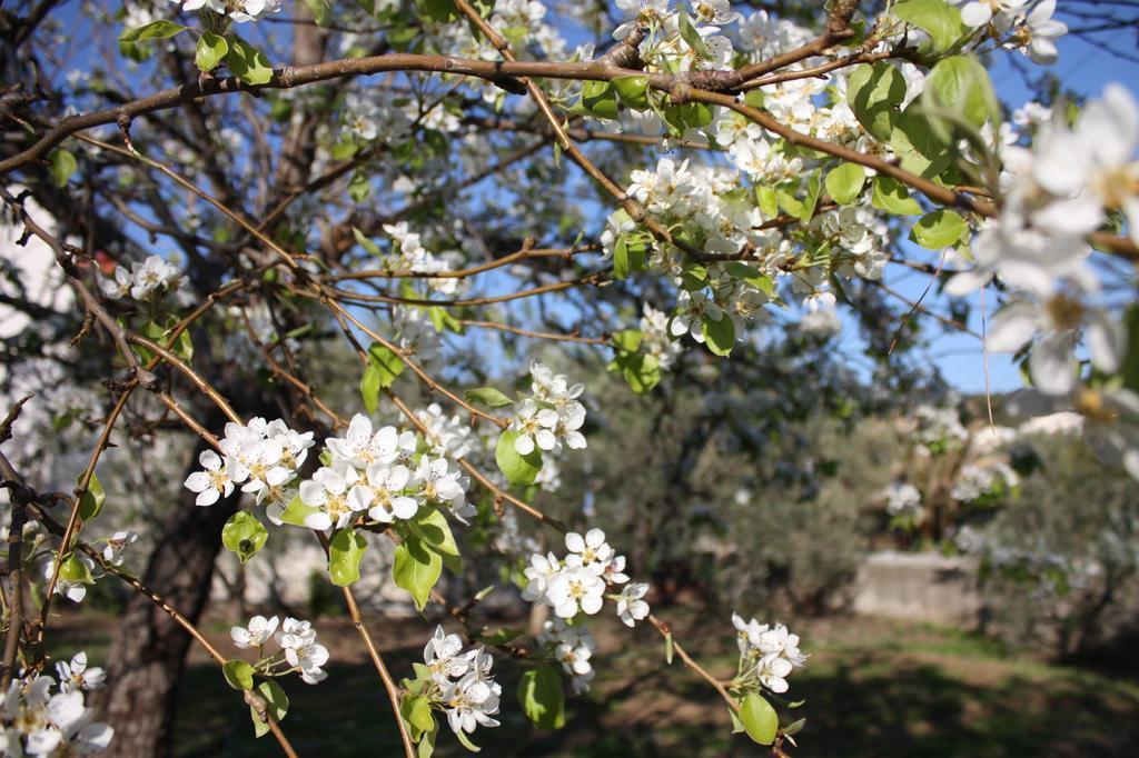 Nea Iraklitsa Villa Eleonas المظهر الخارجي الصورة